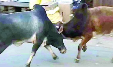 दुर्ग-भिलाई में बढ़ा सांडों का आतंक, जान-माल को पहुंचा रहे नुकसान