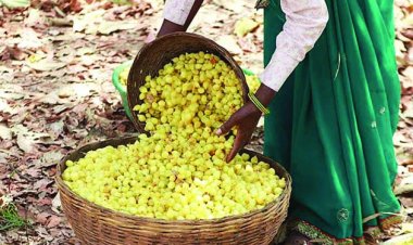 देश-विदेश तक  पहुंचने लगी छत्तीसगढ़ के महुआ की महक