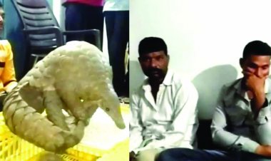 15 लाख के जिंदा पेंगोलिन के साथ तीन तस्कर गिरफ्तार