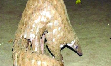 दुर्लभ पैंगोलिन की अवैध तस्करी के आरोप में एक नाबालिग सहित तीन गिरफ्तार