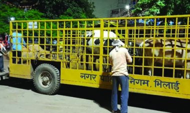 अवारा मवेशियों को पकड़ रही निगम की टीम