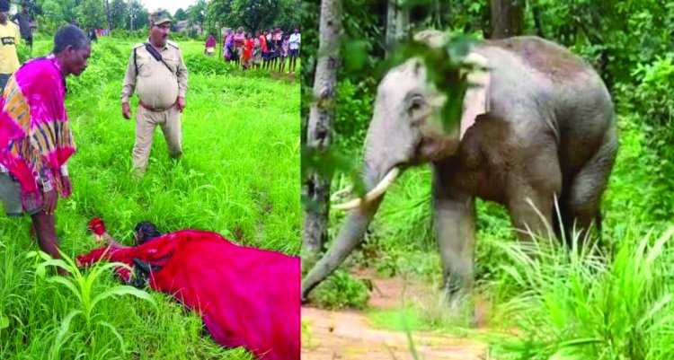 हाथी के हमले से महिला की मौत, पति और बच्चों ने भागकर बचाई जान