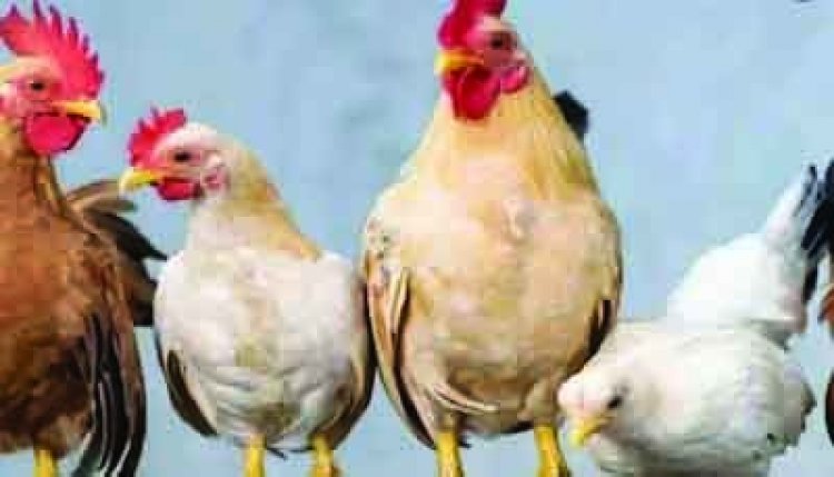 6 मुर्गों की हत्या, FIR दर्ज कर पुलिस ने पोस्टमॉर्टम के लिए भेजा
