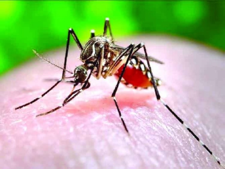 छत्तीसगढ़ में डेंगू का आतंक, मिले 800 से ज्यादा मरीज