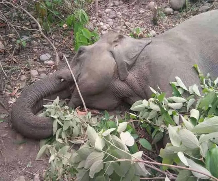 हाथी की करंट की चपेट में आने से मौत, किसान ने बिछाया था खेत में करंट का जाल 