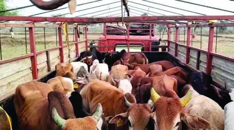 गायों की तस्करी को ग्रामीणों ने किया नाकाम