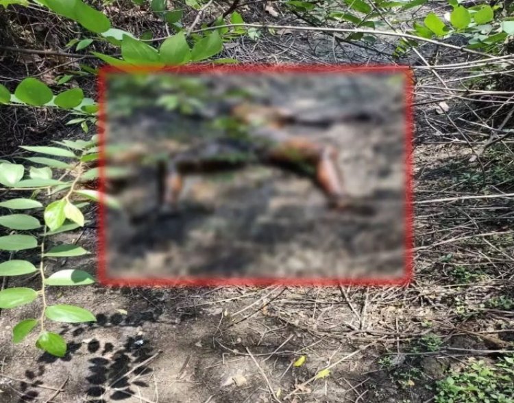 जंगल में मिली अज्ञात युवक की सड़ी गली लाश