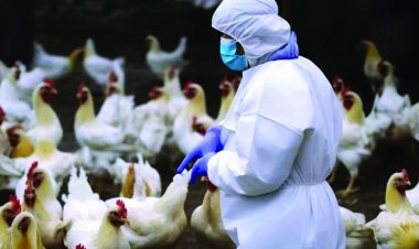 सावधान: दुनियाभर में फैले बर्ड फ्लू से पहली मौत, कई शहरों में गायों और दूध के माध्यम से भी इंसानों में फैल रहा