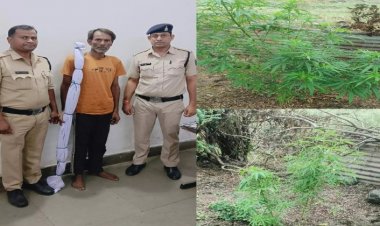 बाड़ी में उगाया गांजे का पौधा, पुलिस ने भेजा जेल