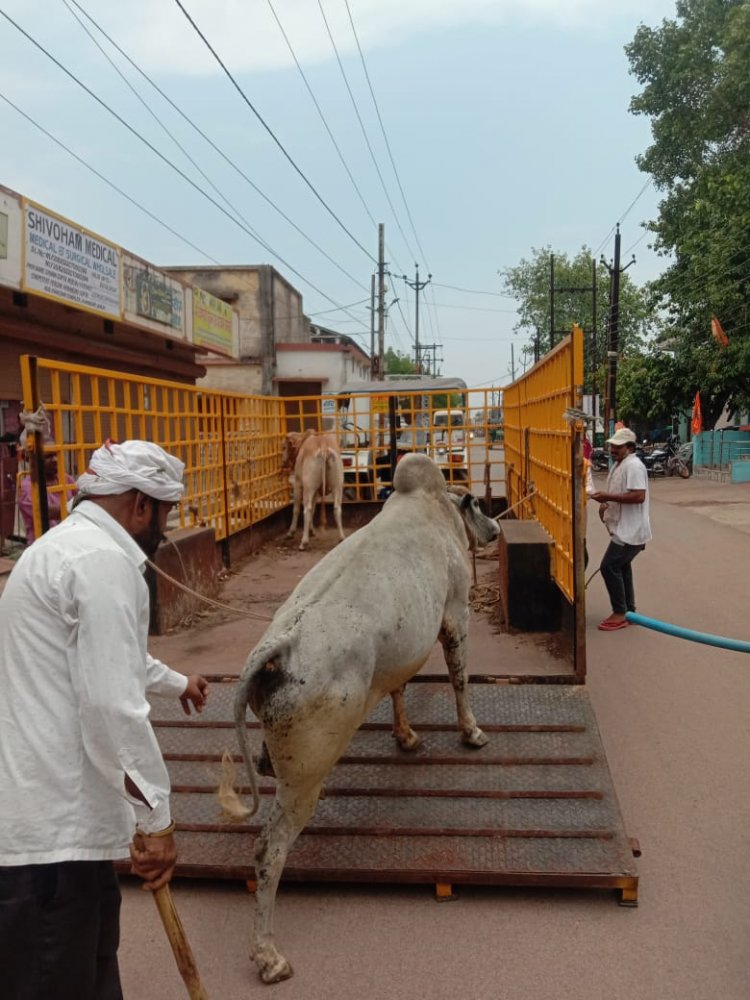 आवारा पशुओ को पकड़ने का अभियान जारी