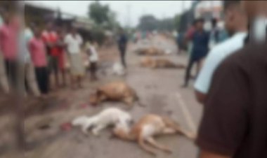 दर्जनों गौवंश के खून से सड़क हुई लाल