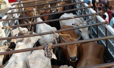 अब मवेशी तस्करों की खैर नहीं, नया आदेश जारी, चालक के साथ-साथ वाहन मालिक को भी होगा जेल, पढ़ें क्या है नया नियम