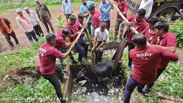 सुपेला थाना के पास 10 फिट गहरे गटर में गिरा सांड, SDRF की टीम ने निकाला बाहर