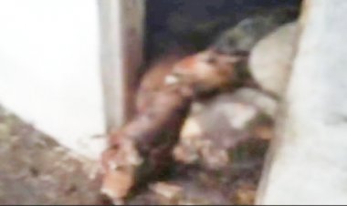 बौलोदाबाजार के कांजी हाउस में 30 गायों की दर्दनाक मौत