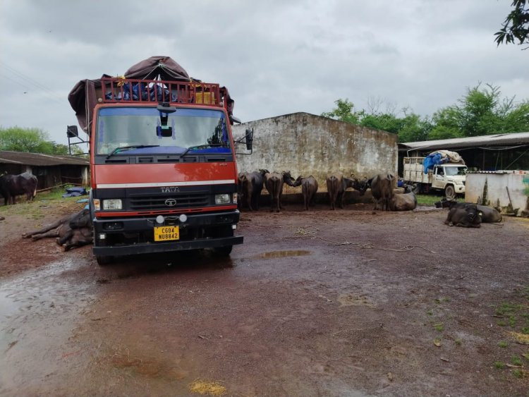 कत्लखाना ले जाते मवेशियों से भरा ट्रक दुर्ग जिले में पकड़ा गया, फार्म हाउस से भी मवेशी बरामद