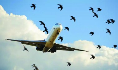 प्लेन से टकराया पक्षी, बाल-बाल बचे 175 यात्री, करनी पड़ी इमरजेंसी लैंडिंग