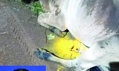 गायों के लिए चलित एंबुलेंस और टोल फ्री नंबर की मांग, शारदा गुप्ता ने पीएम-CM को लिखा पत्र