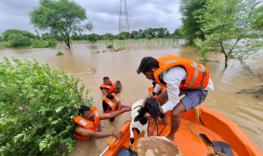 बाढ़ में फंसे थे तीन लोग और पशु, एसडीआरएफ दुर्ग ने किया रेस्क्यू