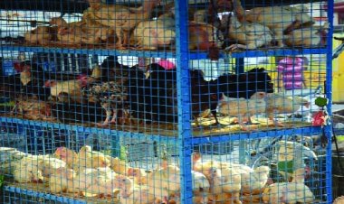 पशुवध गृह एवं मांस विक्रय दुकानें रहेगी बंद