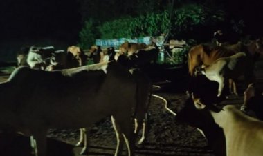 205 मवेशियों को जंगल के रास्ते ले जा रहे तीन तस्कर गिरफ्तार