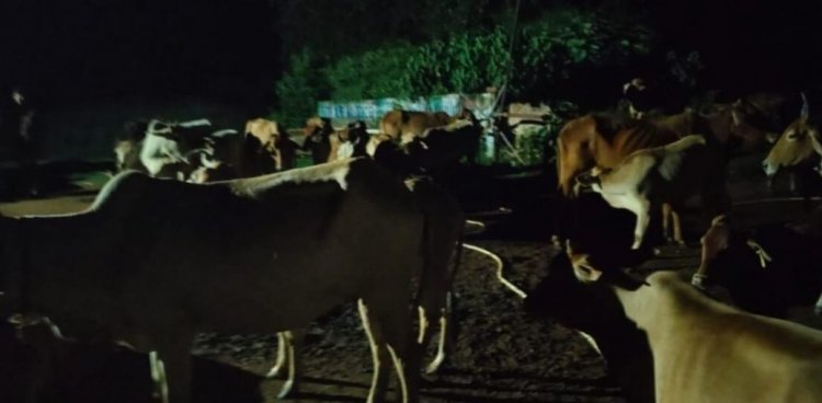 205 मवेशियों को जंगल के रास्ते ले जा रहे तीन तस्कर गिरफ्तार