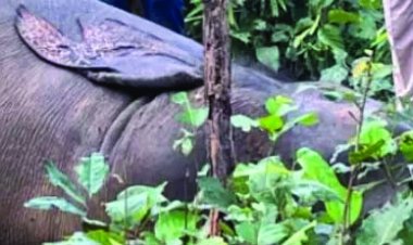 करंट की चपेट में आने से हाथी की मौत, भाजपा नेता सहित तीन गिरफ्तार, सूअर के शिकार के लिए बिछाया गया था तार