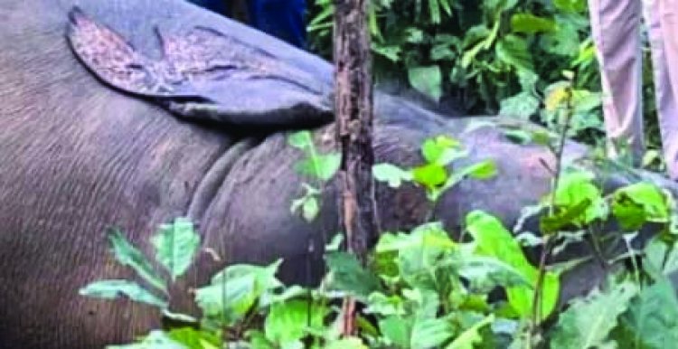 करंट की चपेट में आने से हाथी की मौत, भाजपा नेता सहित तीन गिरफ्तार, सूअर के शिकार के लिए बिछाया गया था तार