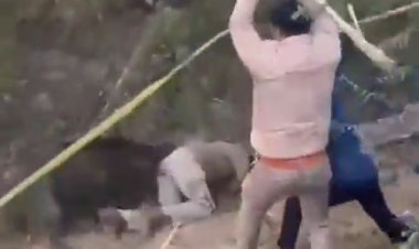 वन अधिकारी पर जंगली सूअर का हमला, घटना का वीडियो वायरल