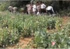 तरबूज और ककड़ी के बीच अफीम की खेती, दुर्ग और बलरामपुर के बाद रायगढ़ में पकड़ाया