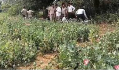तरबूज और ककड़ी के बीच अफीम की खेती, दुर्ग और बलरामपुर के बाद रायगढ़ में पकड़ाया