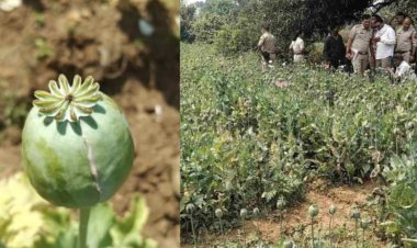 सब्जियों की आड़ में अफीम की खेती का खुलासा, इस जिले में 17 दिन में पांचवां मामला, पुलिस अलर्ट