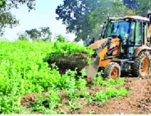 अवैध अफीम की खेती पर बड़ी कार्रवाई, 14 लाख पौधे किए गए नष्ट, कीमत करीब 8 करोड़, भाजपा नेता सहित 3 पकड़े गए