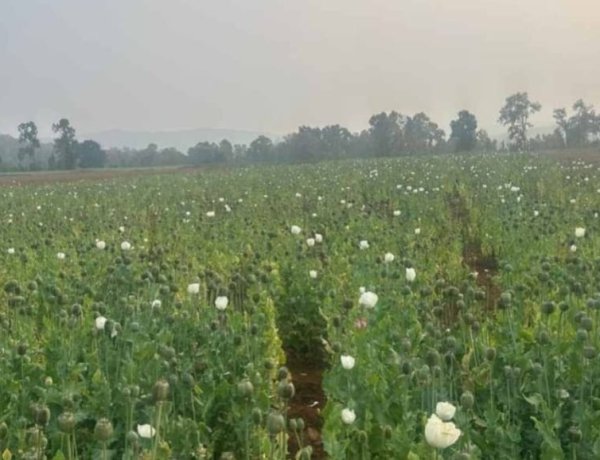 छत्तीसगढ़ में अफीम की अवैध खेती का जाल, दुर्ग के बाद बलरामपुर में खुलासा