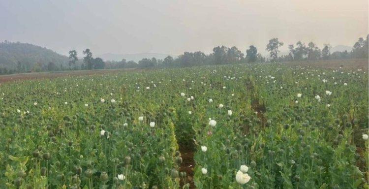 छत्तीसगढ़ में अफीम की अवैध खेती का जाल, दुर्ग के बाद बलरामपुर में खुलासा