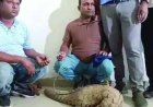 50 करोड़ की पैंगोलिन के साथ दो तस्कर गिरफ्तार, वन विभाग की बड़ी कार्रवाई