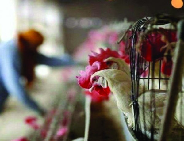 पशुवध गृह और मांस बिक्री की दुकानें इस दिन रहेगी बंद