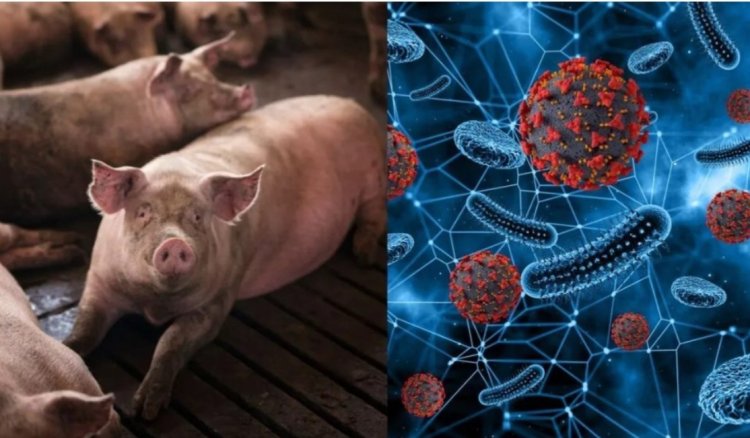 दुर्ग जिले में अफ्रीकन स्वाइन फीवर का कहर, 200 की मौत, 150 को मारकर दफनाया, फार्म सील