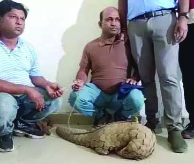 50 करोड़ की पैंगोलिन के साथ दो तस्कर गिरफ्तार, वन विभाग की बड़ी कार्रवाई