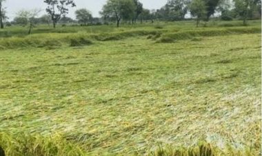 अर्नब चक्रवात से फसल नुकसान पर 72 घंटे के भीतर दें सूचना, तभी मिलेगा बीमा क्लेम का लाभ