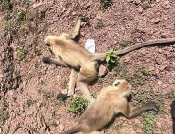 बंदरों के झुंड पर चलीं गोलियां, 22 से ज्यादा की मौत
