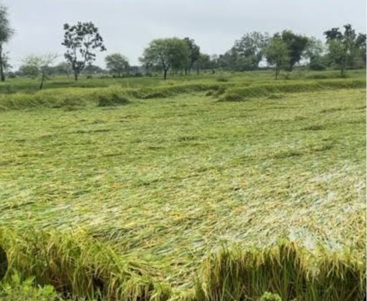 अर्नब चक्रवात से फसल नुकसान पर 72 घंटे के भीतर दें सूचना, तभी मिलेगा बीमा क्लेम का लाभ